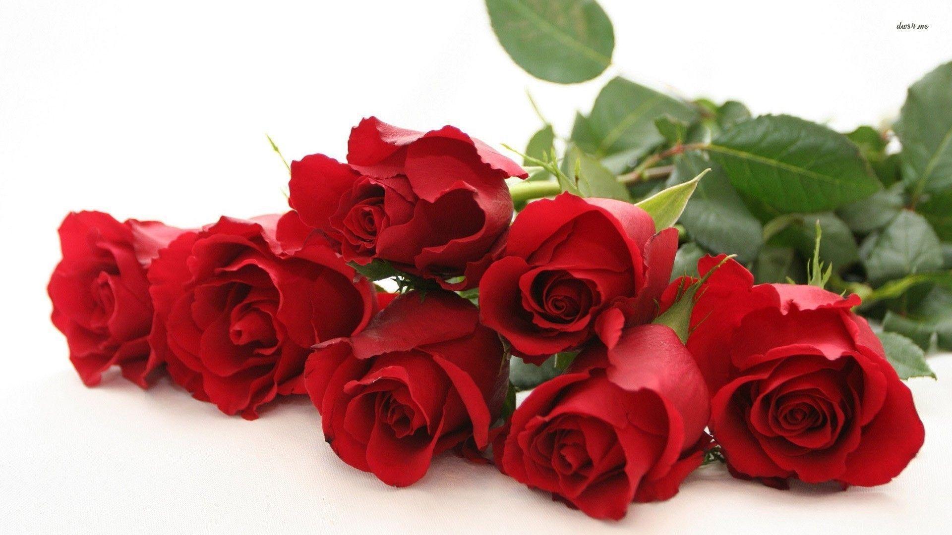 Red Rose Flower Wallpapers