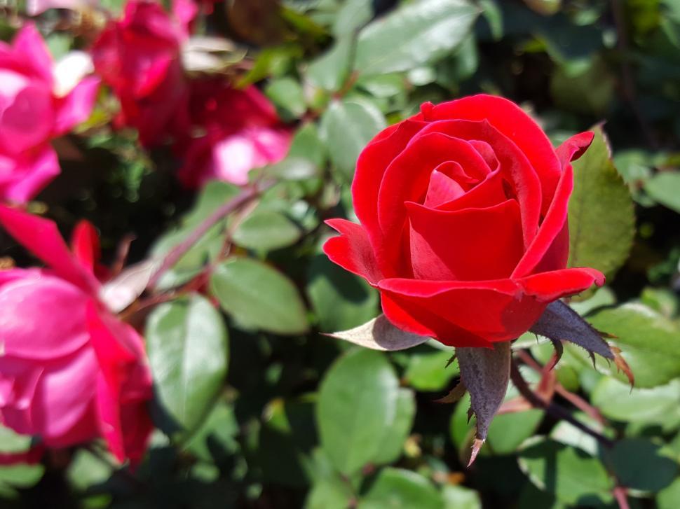 Red Rose Flower Wallpapers