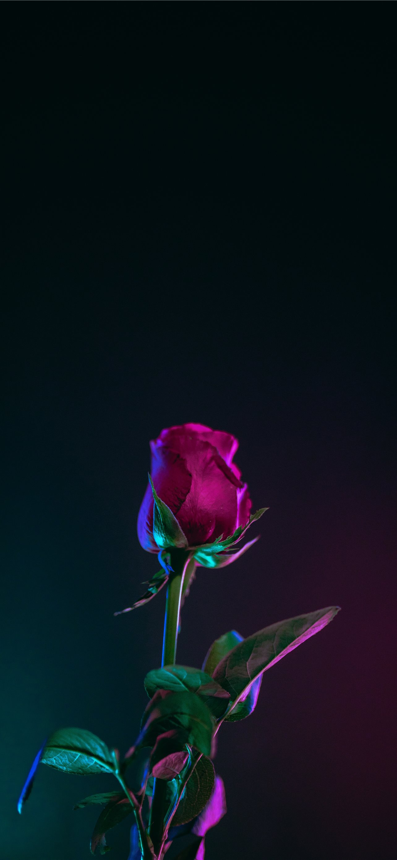 Red Rose Flower Wallpapers