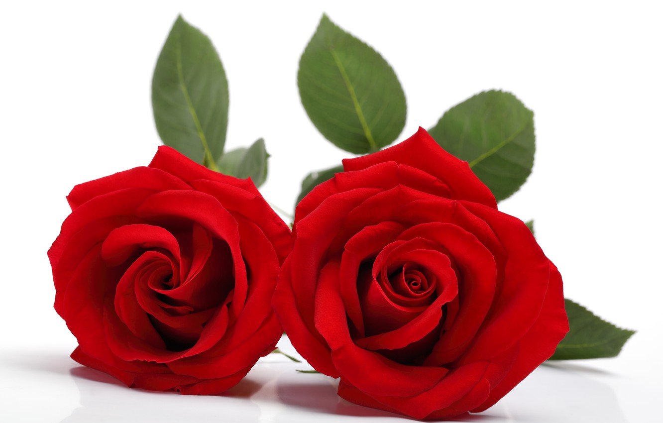 Red Rose Flower Wallpapers