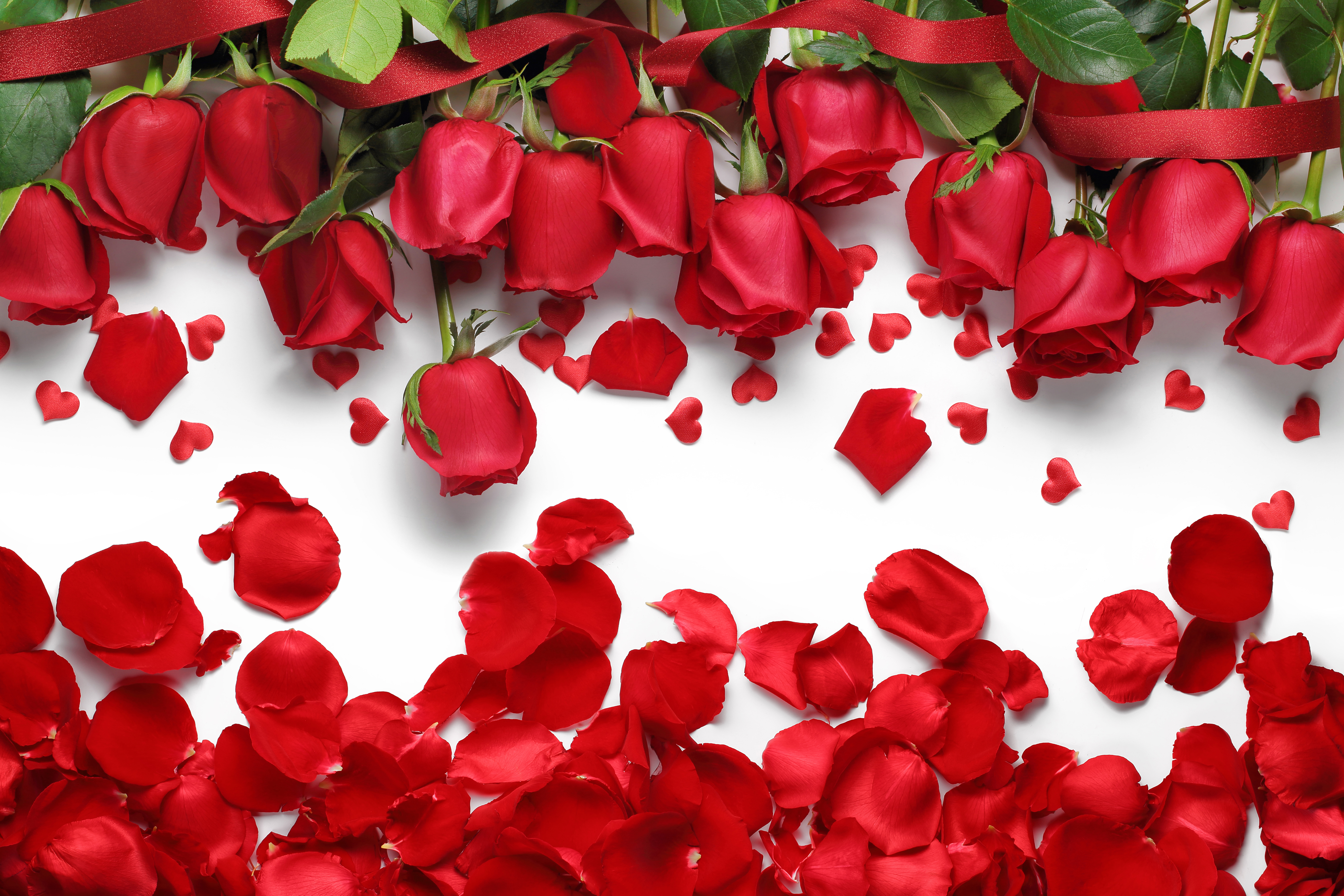 Red Rose Flower Wallpapers