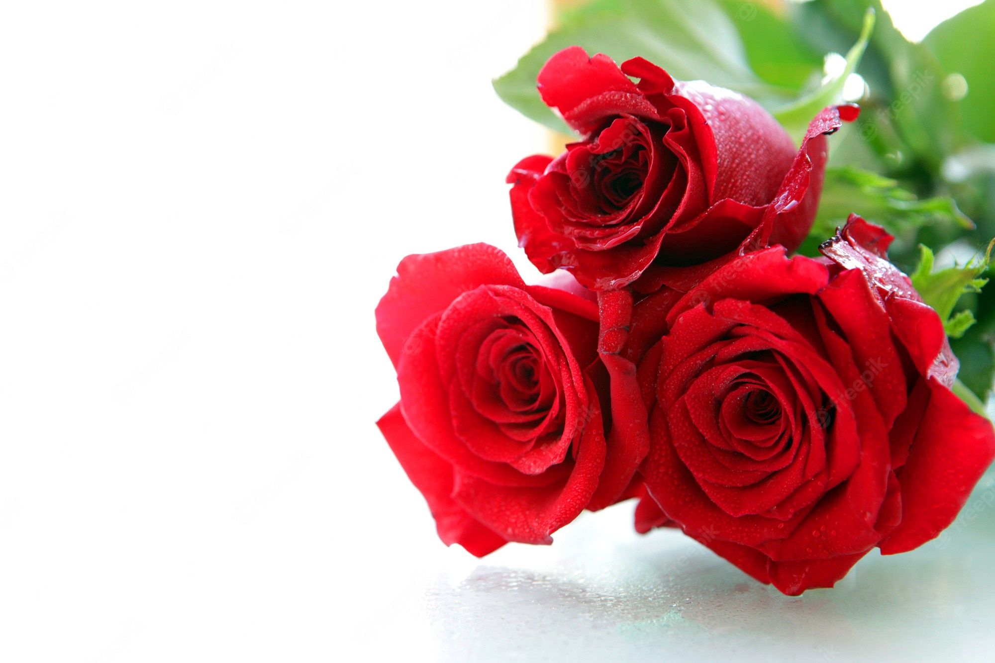 Red Rose Flower Wallpapers