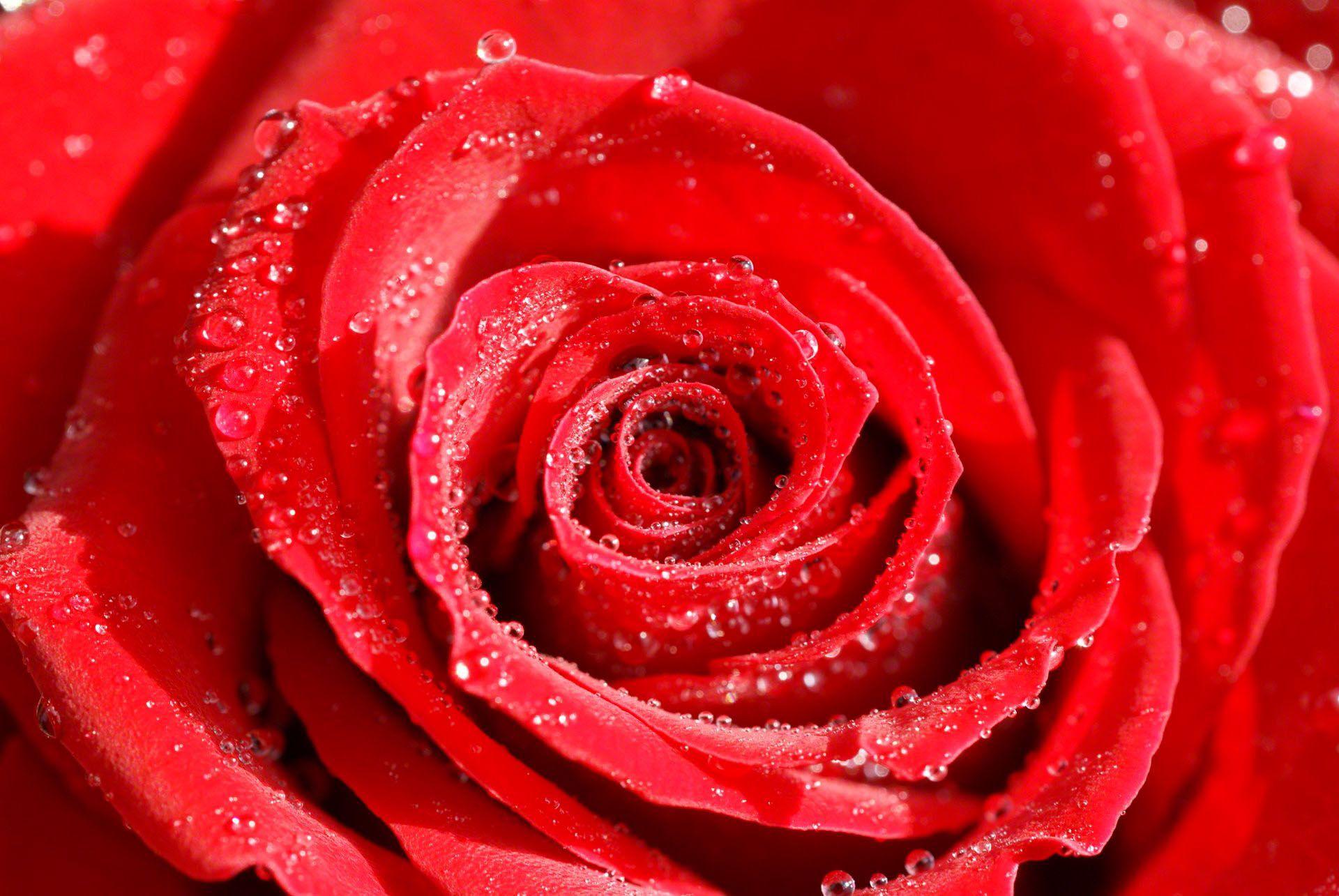 Red Rose Flower Wallpapers