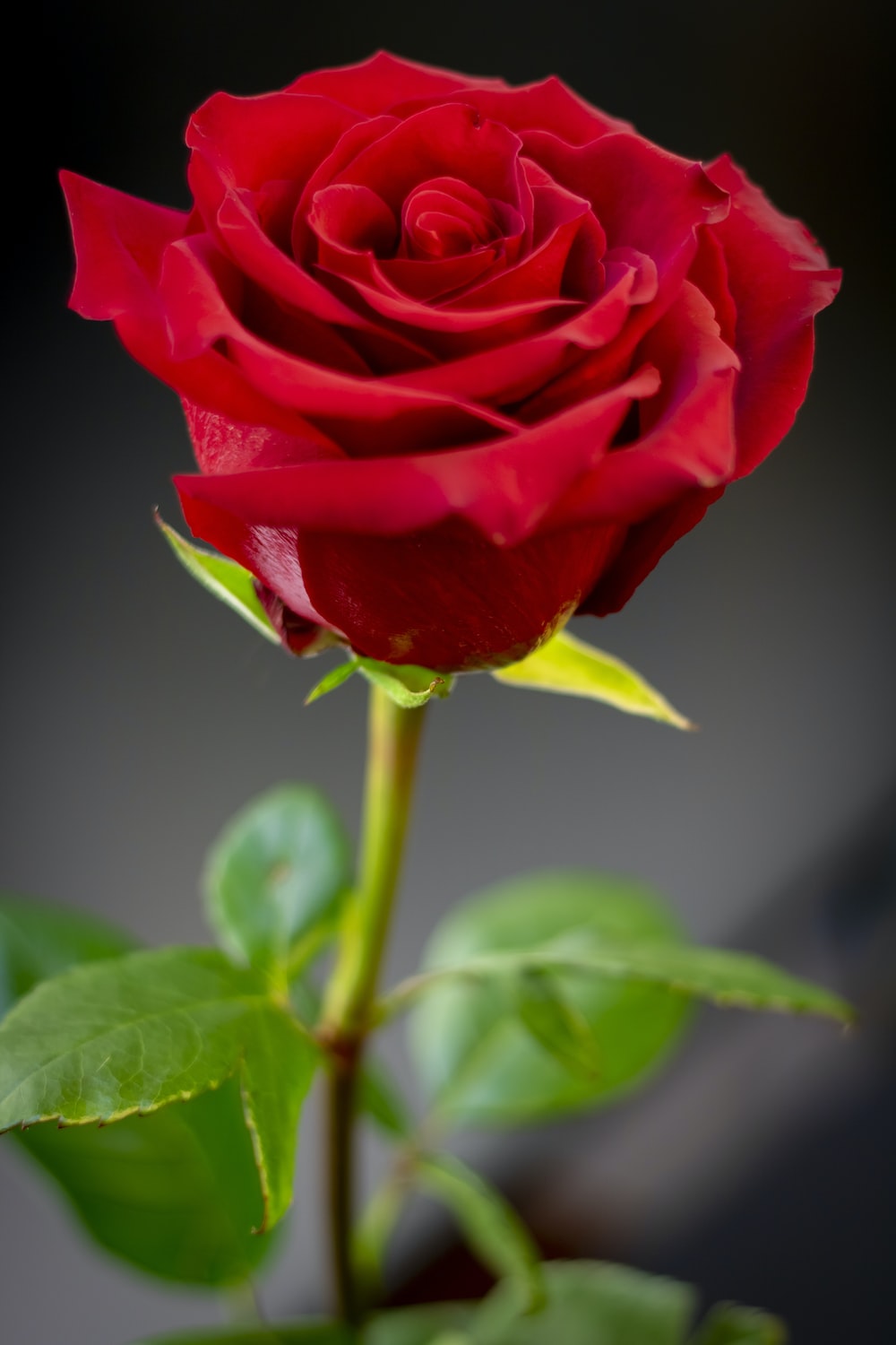 Red Rose Flower Wallpapers