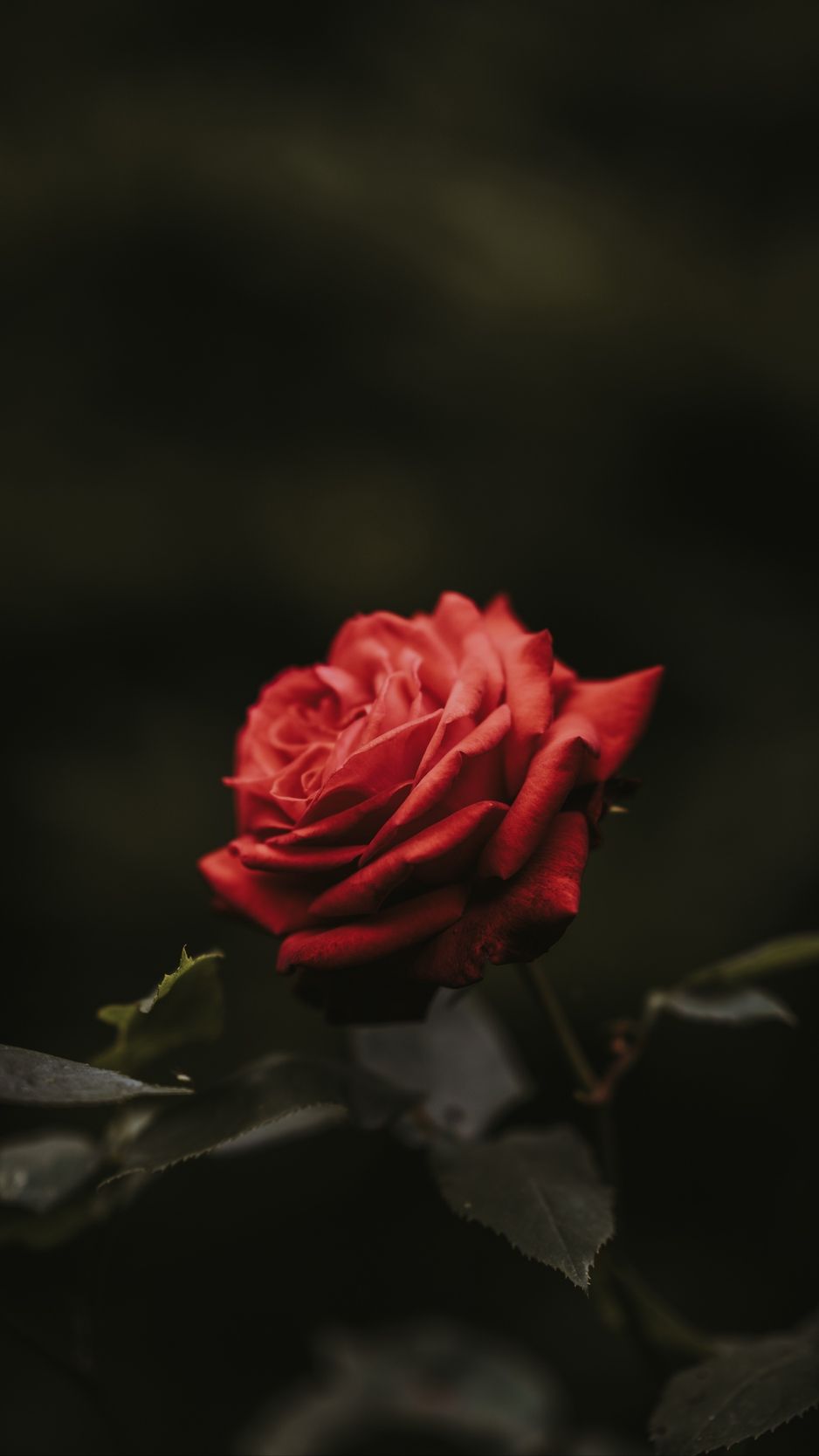 Red Rose Flower Wallpapers