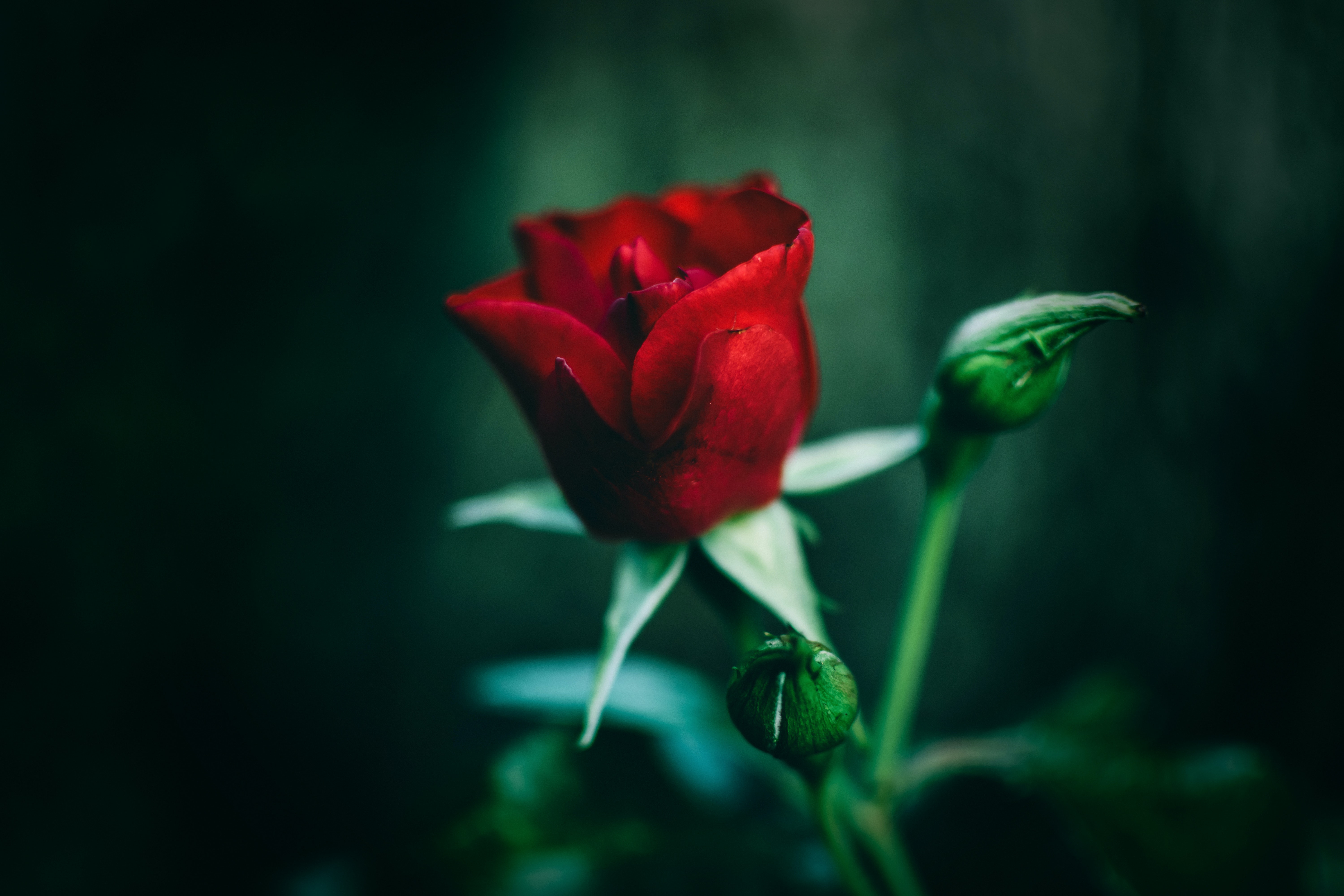 Red Rose Hd Wallpapers