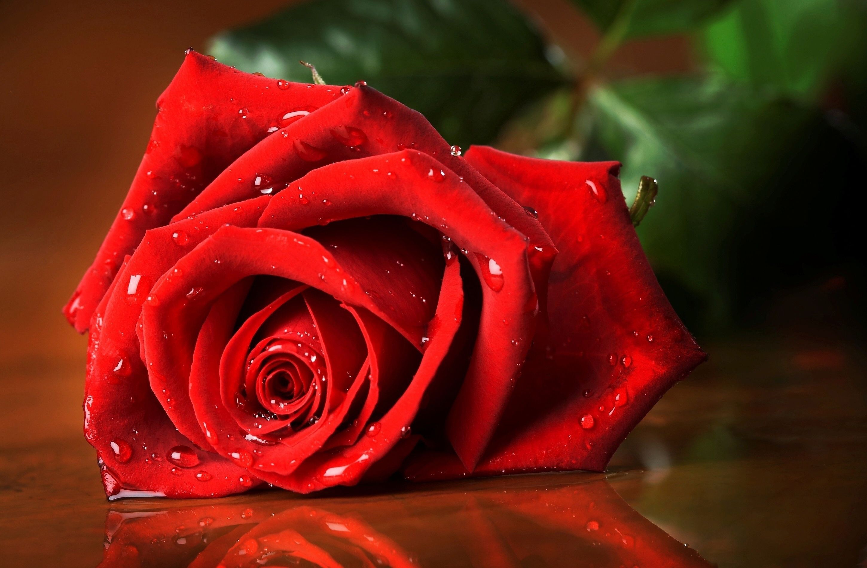 Red Rose Hd Wallpapers