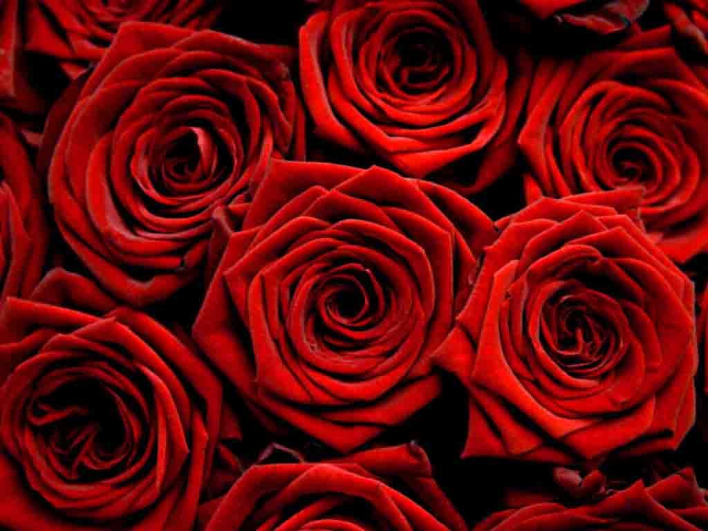 Red Rose Hd Wallpapers