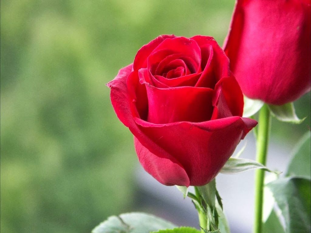 Red Rose Hd Wallpapers