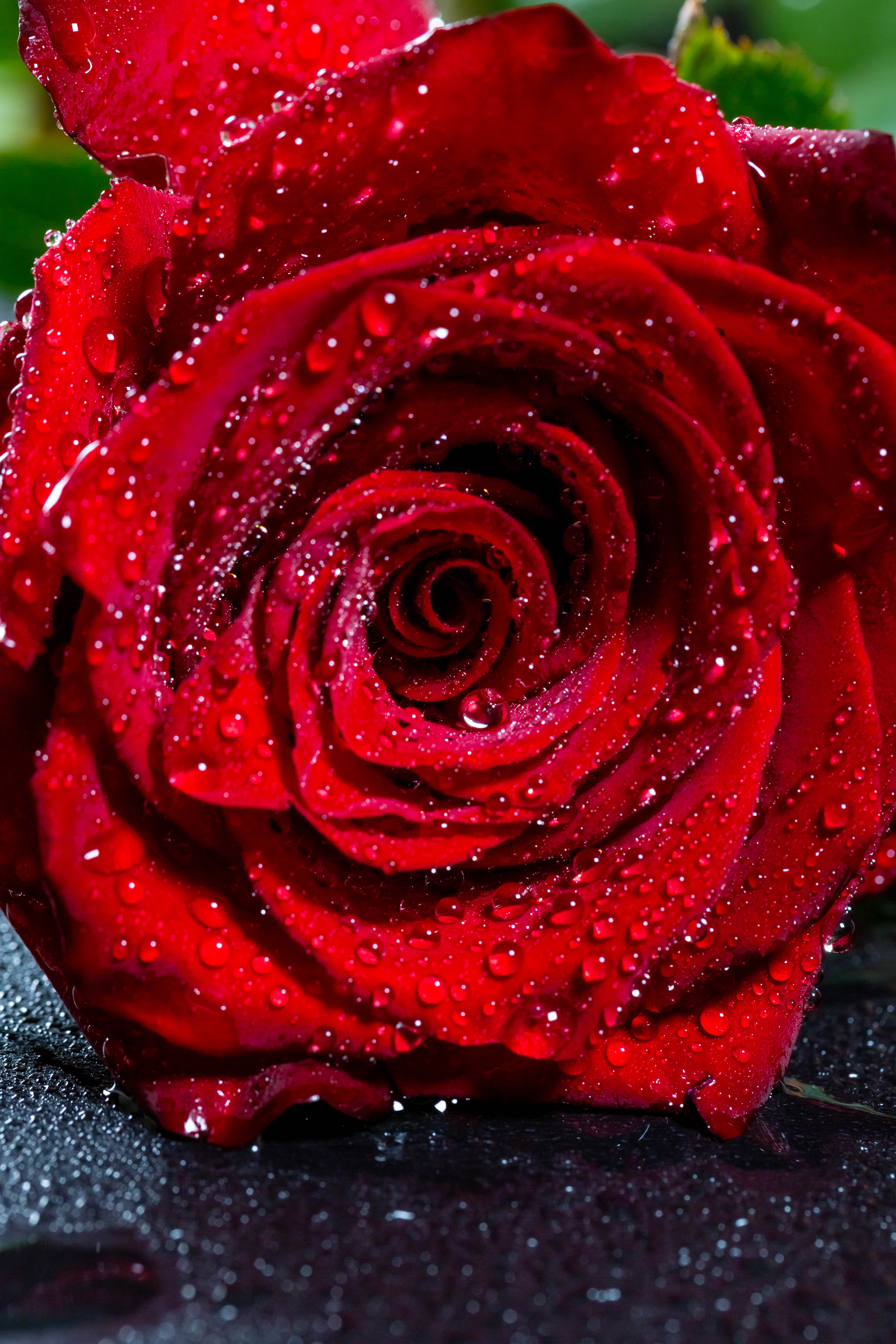 Red Rose Hd Wallpapers