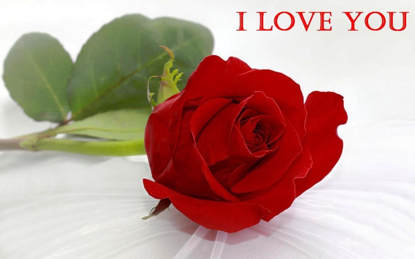 Red Rose Love Wallpapers