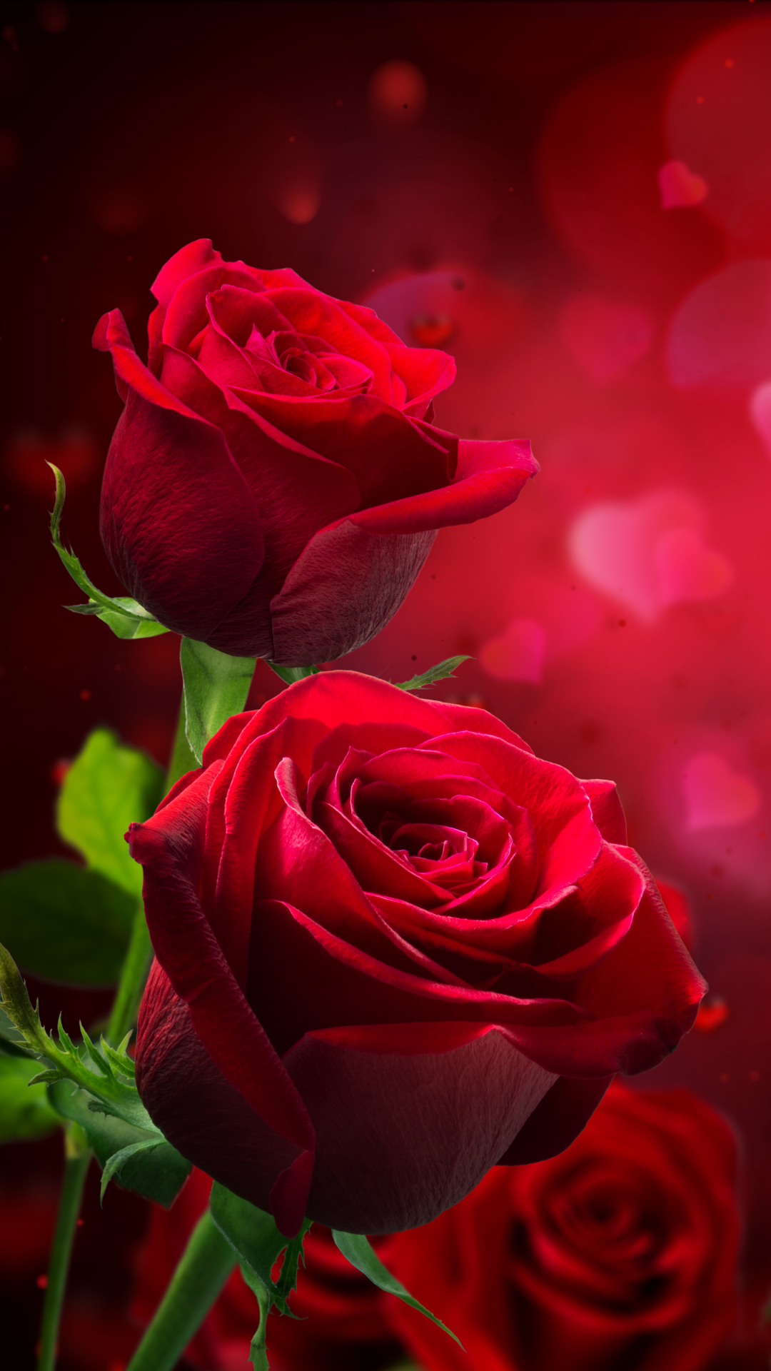 Red Rose Phone Wallpapers