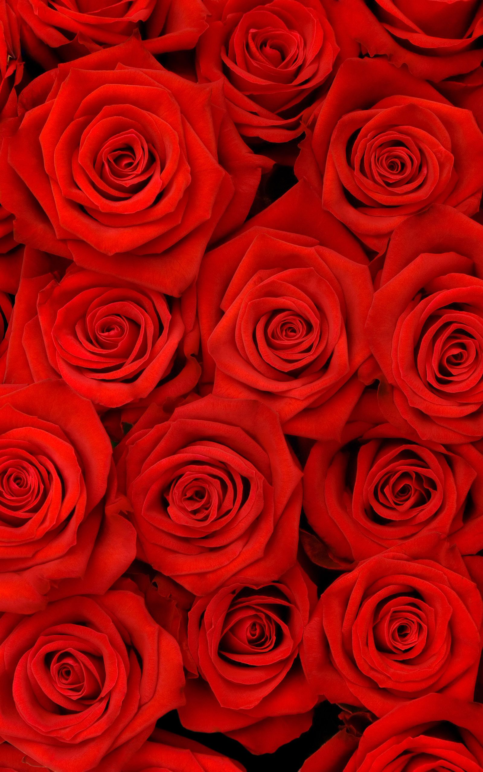 Red Rose Phone Wallpapers