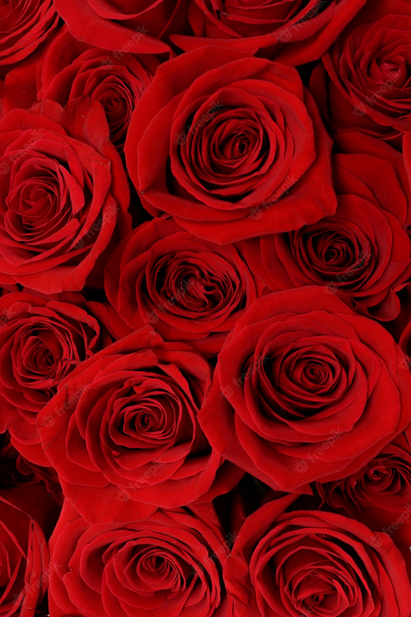 Red Rose Phone Wallpapers