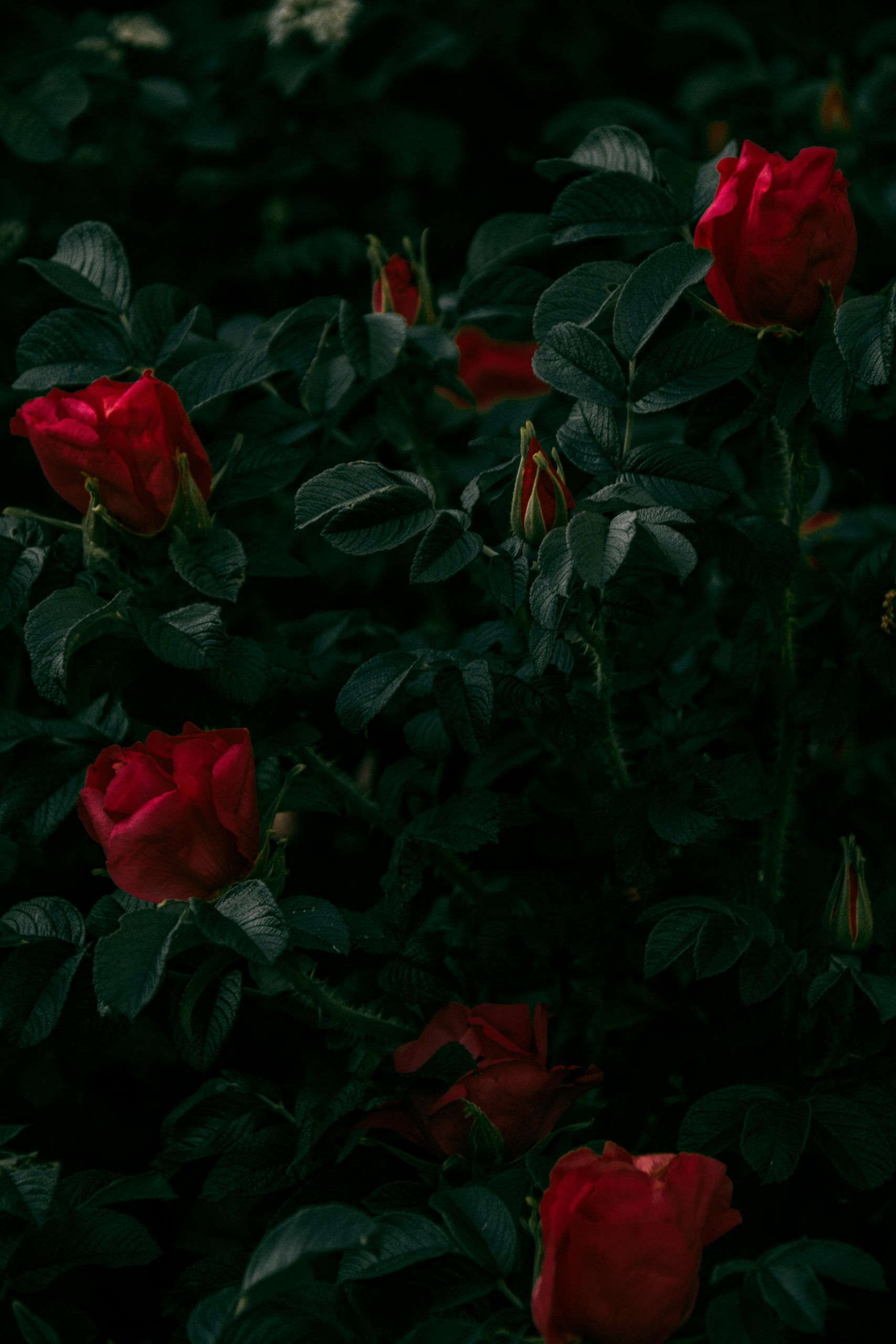 Red Rose Vintage Wallpapers