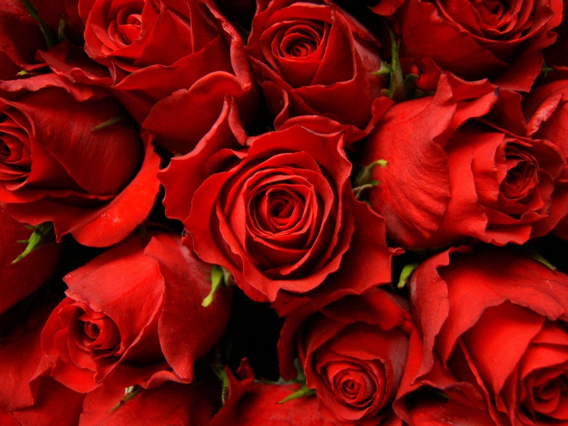 Red Roses Wallpapers