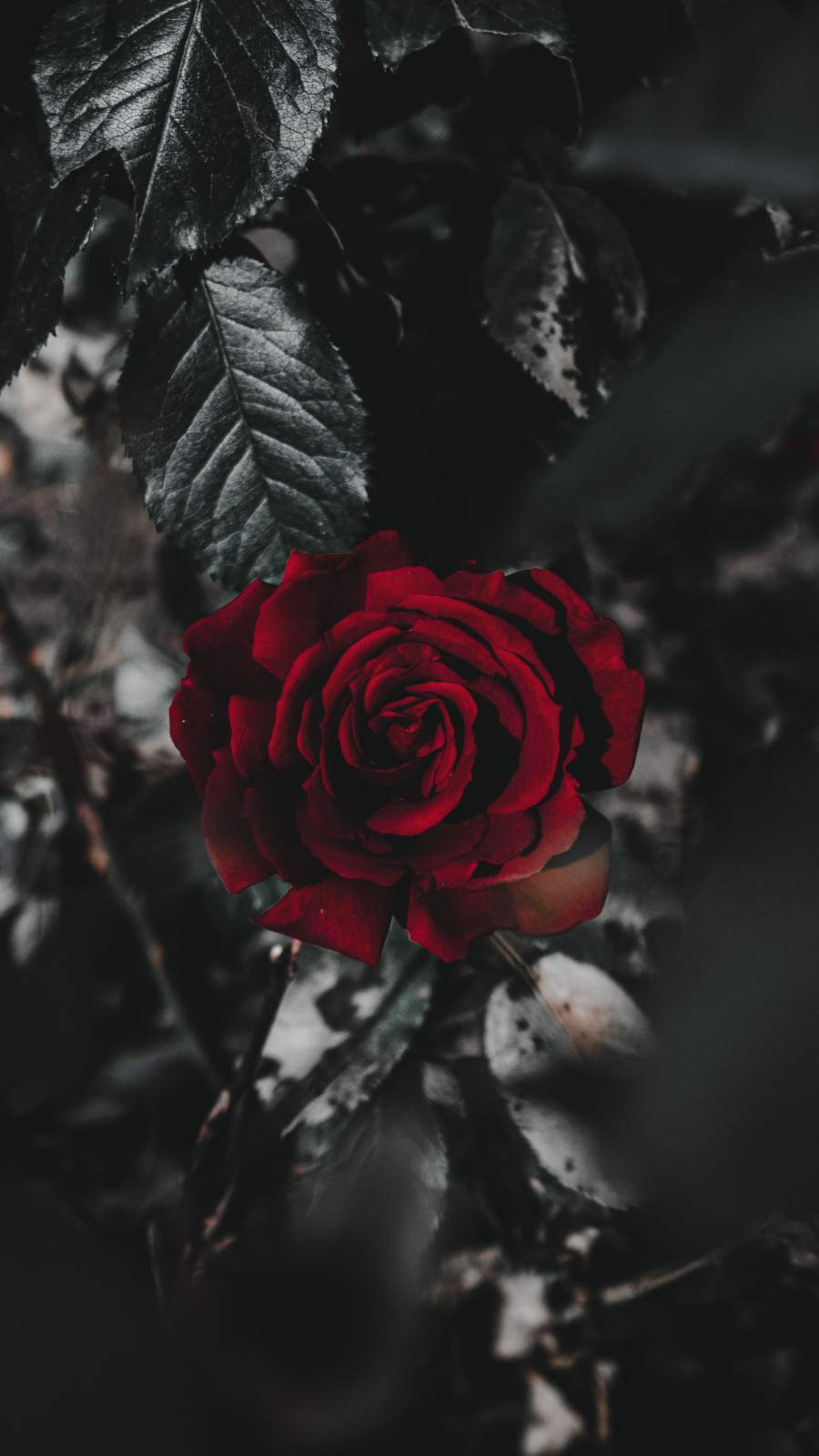 Red Roses Wallpapers