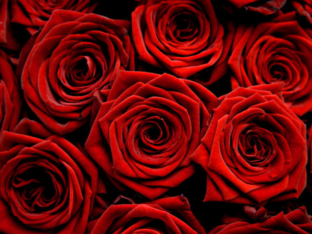 Red Roses Wallpapers
