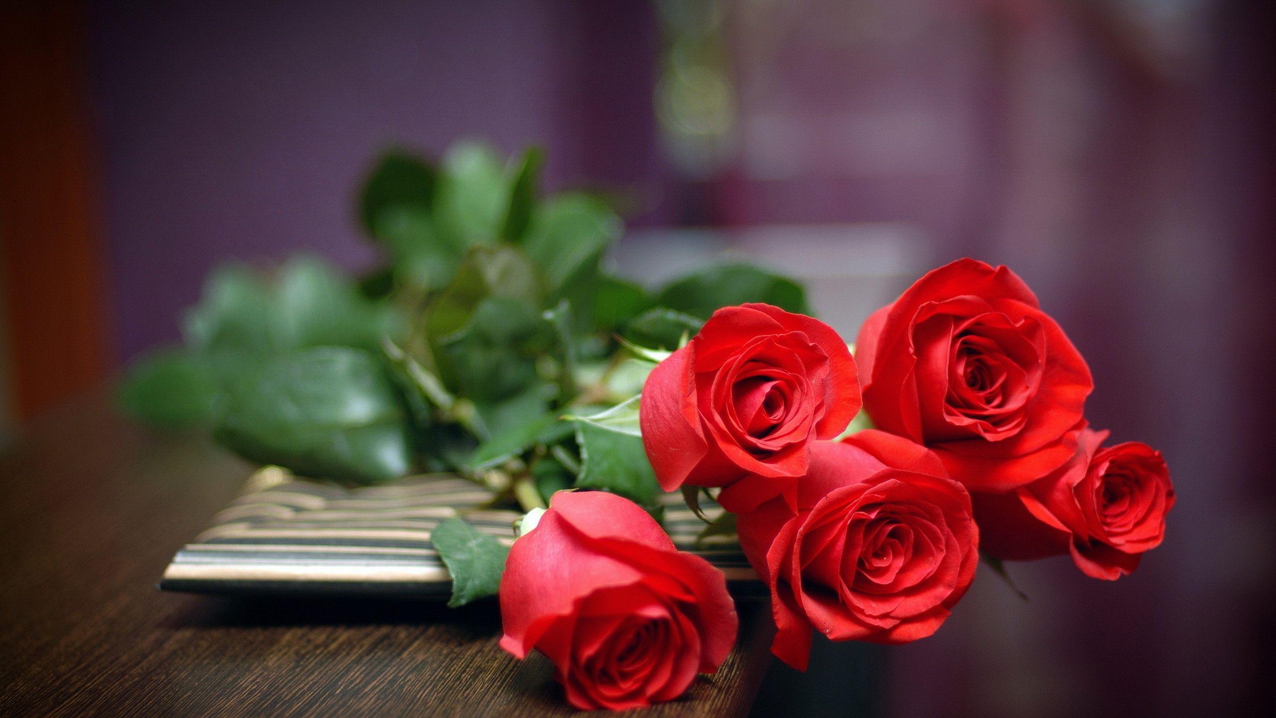 Red Roses Hd Wallpapers