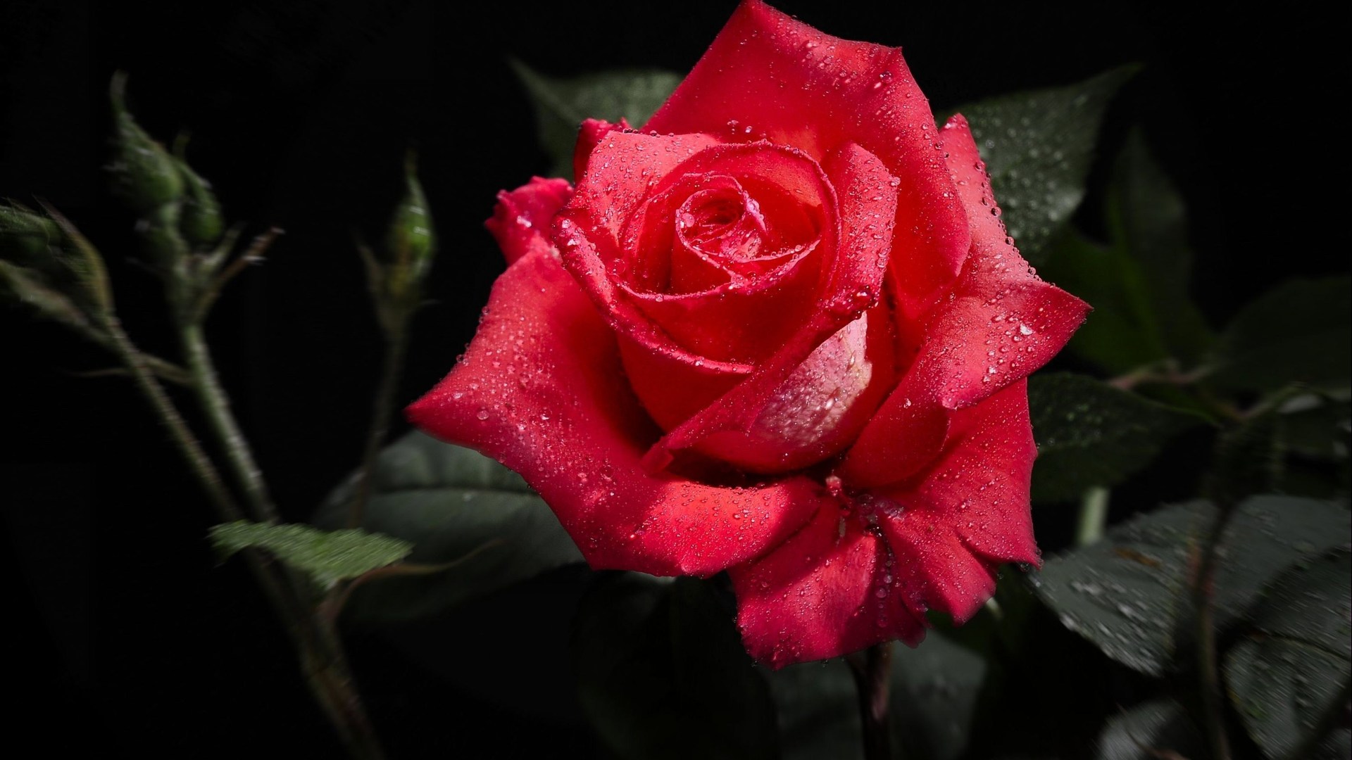 Red Roses Hd Wallpapers