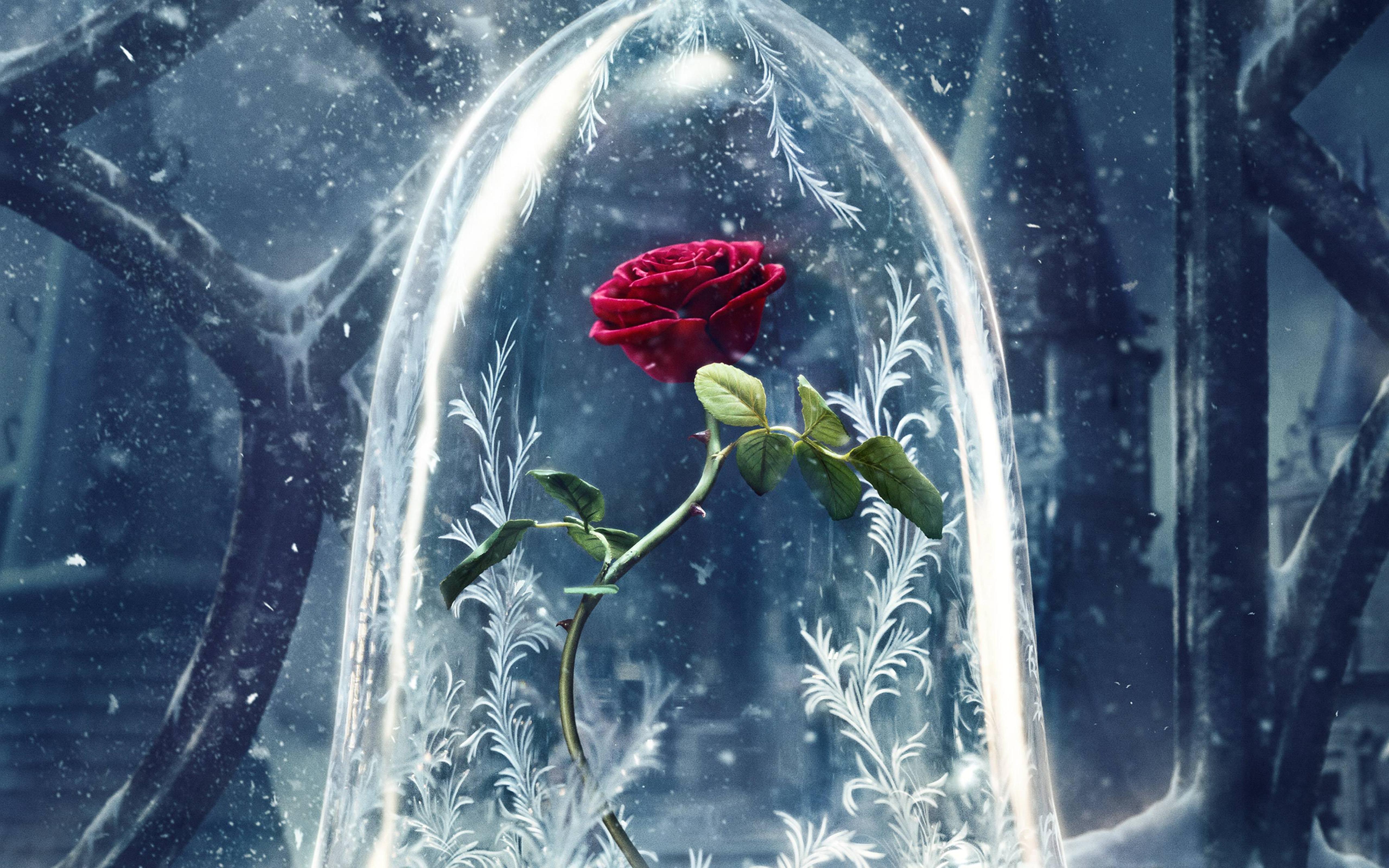 Red Roses Hd Wallpapers