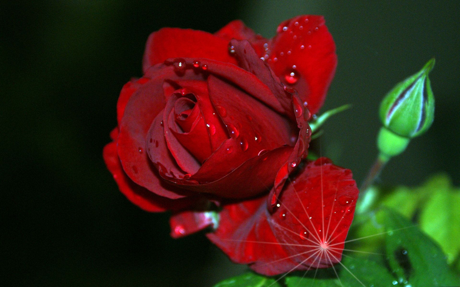 Red Roses Hd Wallpapers