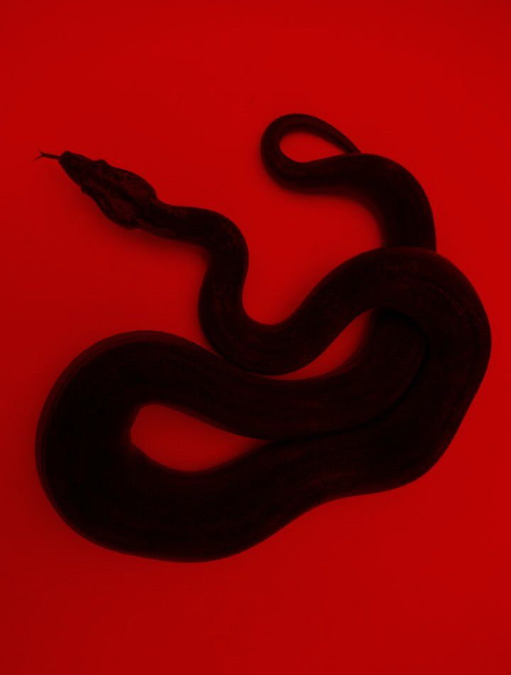 Red Snake Aesthetics Wallpapers