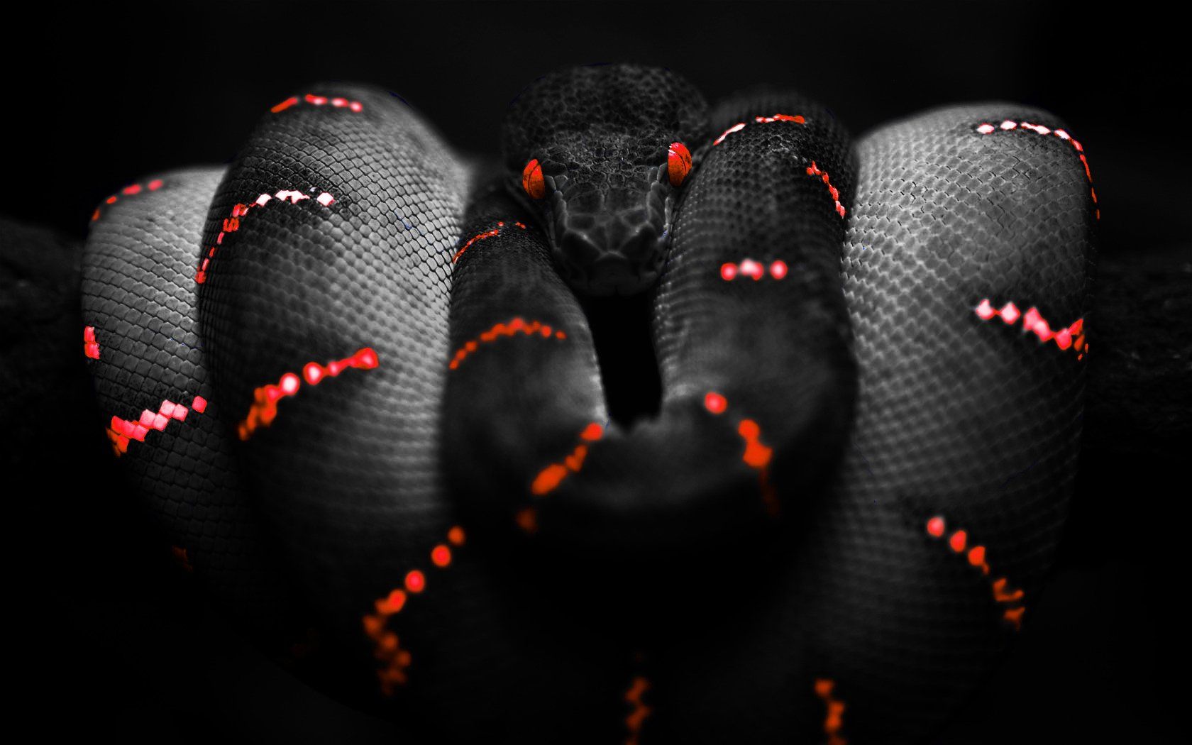 Red Snakes Wallpapers