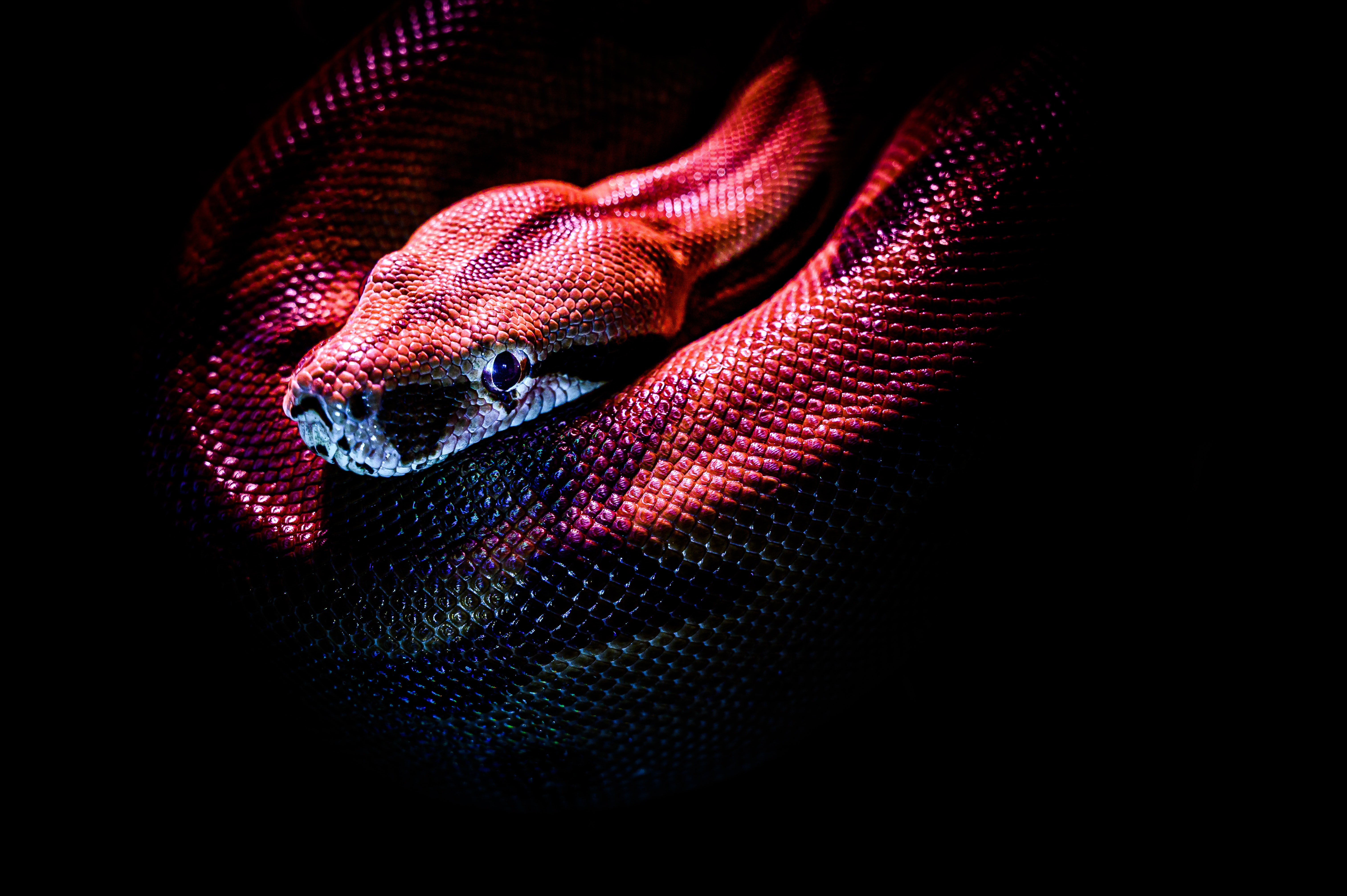 Red Snakes Wallpapers