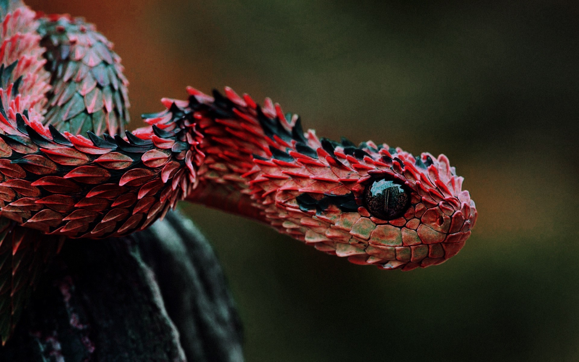 Red Snakes Wallpapers