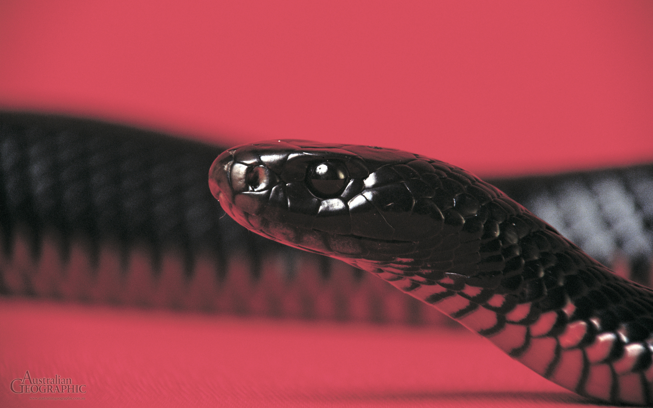 Red Snakes Wallpapers