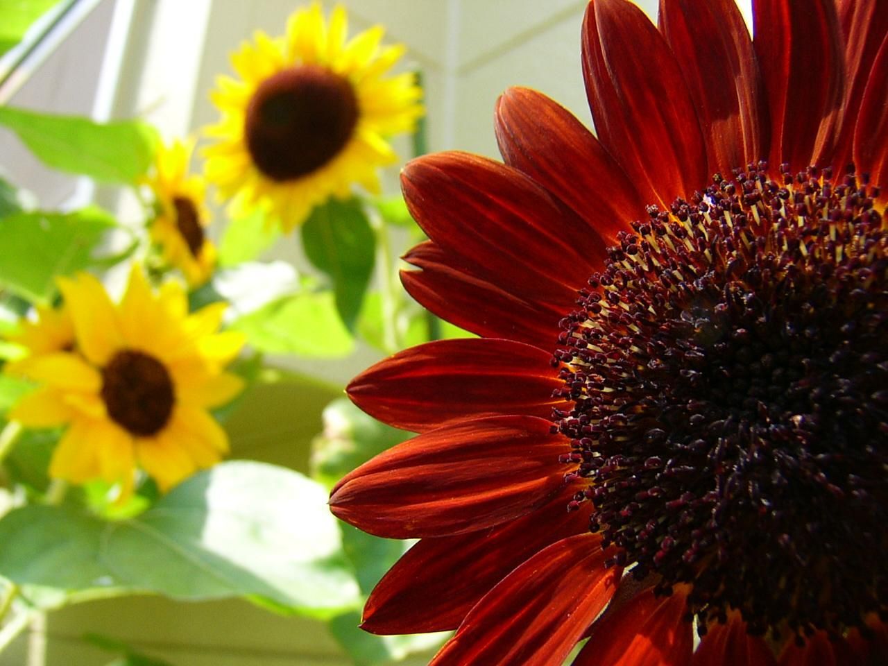 Red Sunflower Wallpapers