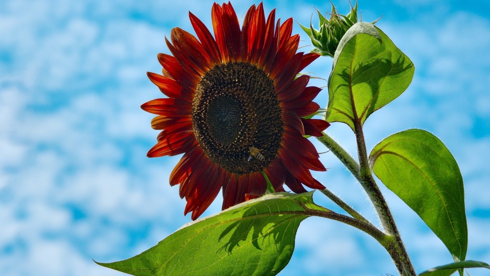 Red Sunflower Wallpapers