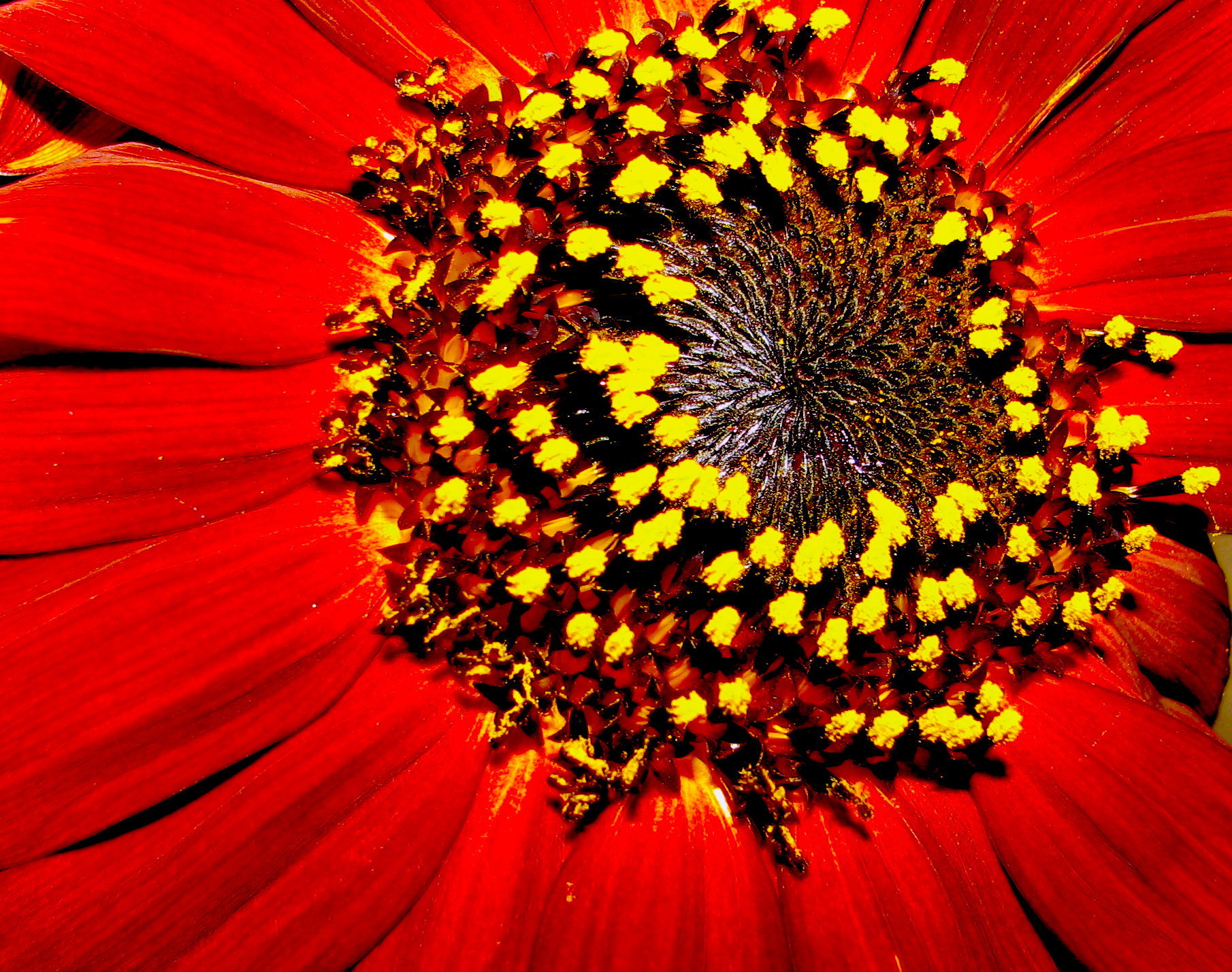 Red Sunflower Wallpapers