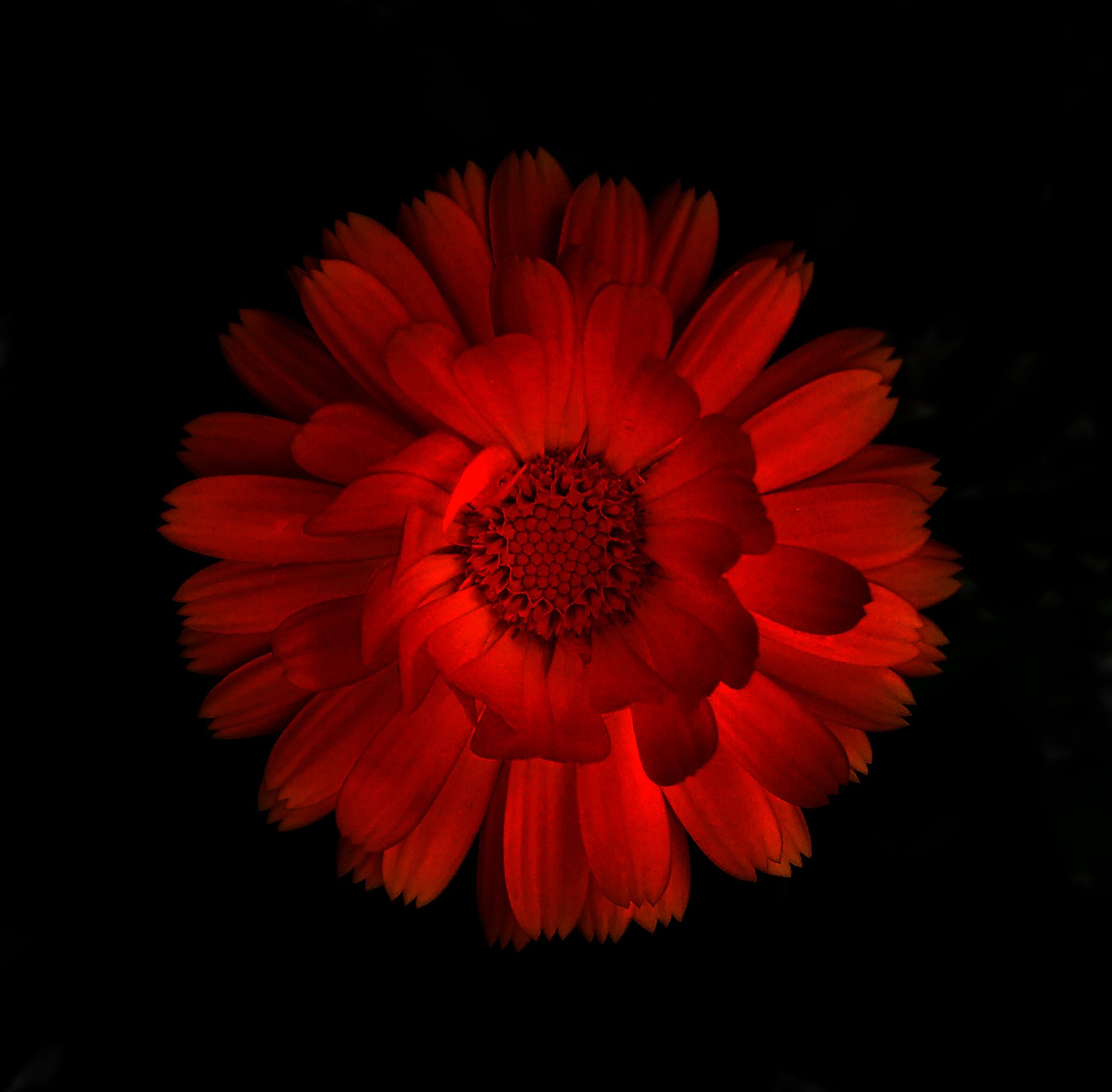 Red Sunflower Wallpapers