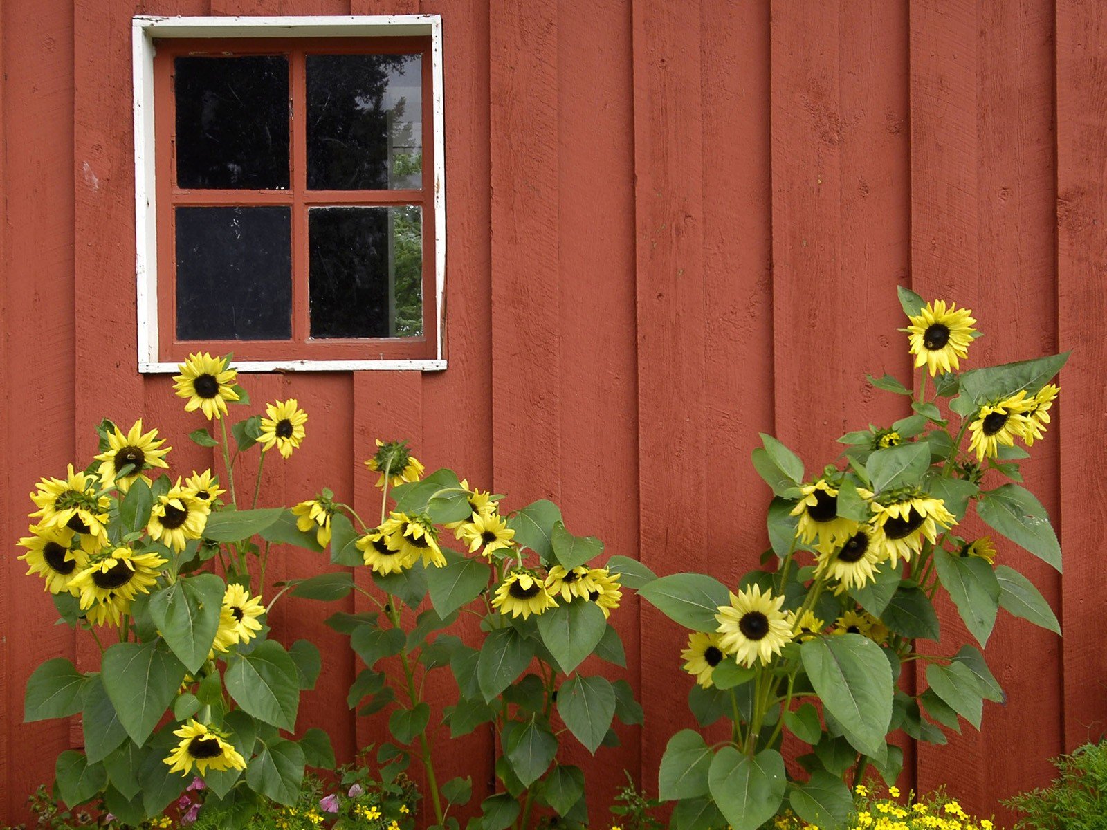 Red Sunflower Wallpapers