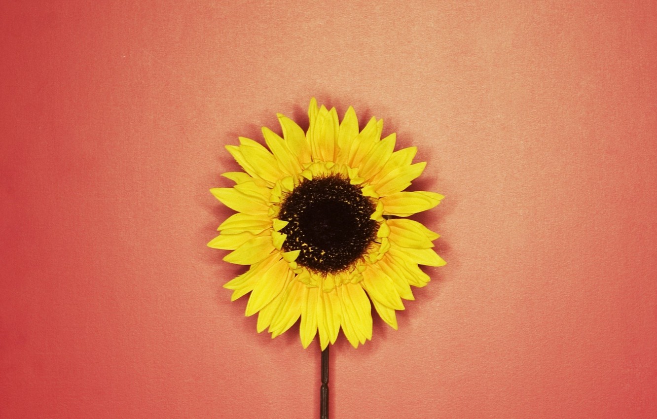 Red Sunflower Wallpapers