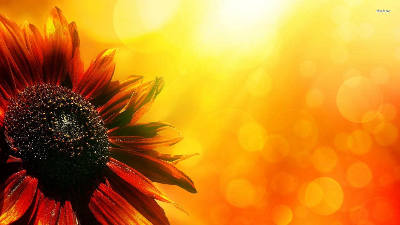 Red Sunflower Wallpapers