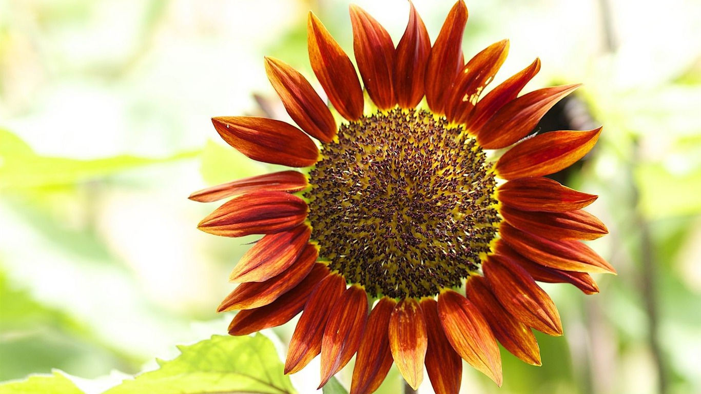 Red Sunflower Wallpapers