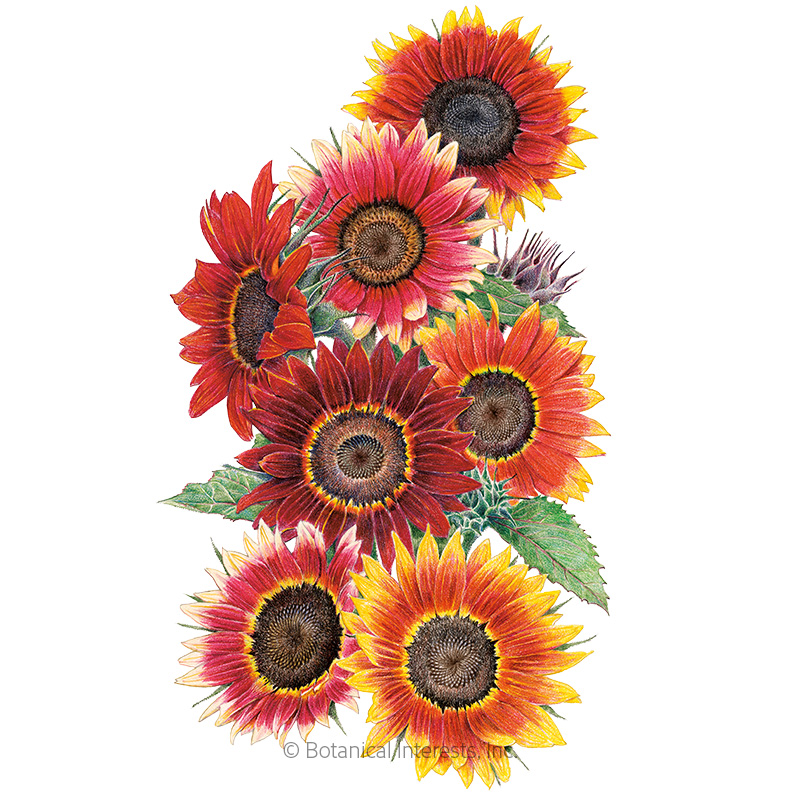 Red Sunflower Wallpapers