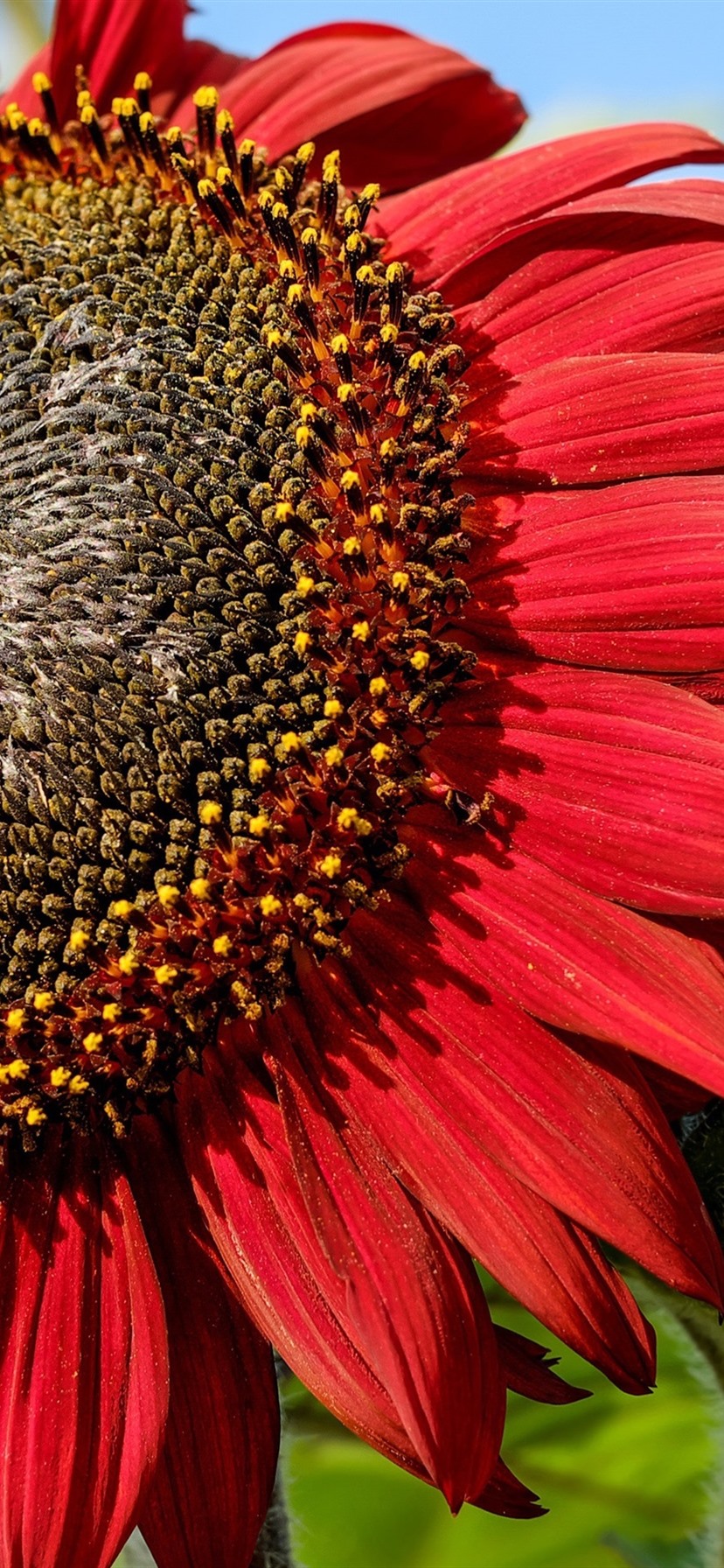 Red Sunflower Wallpapers