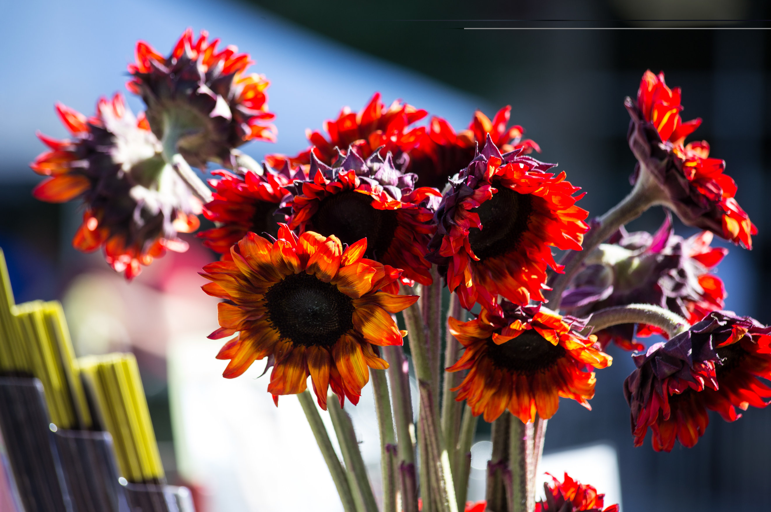 Red Sunflower Wallpapers