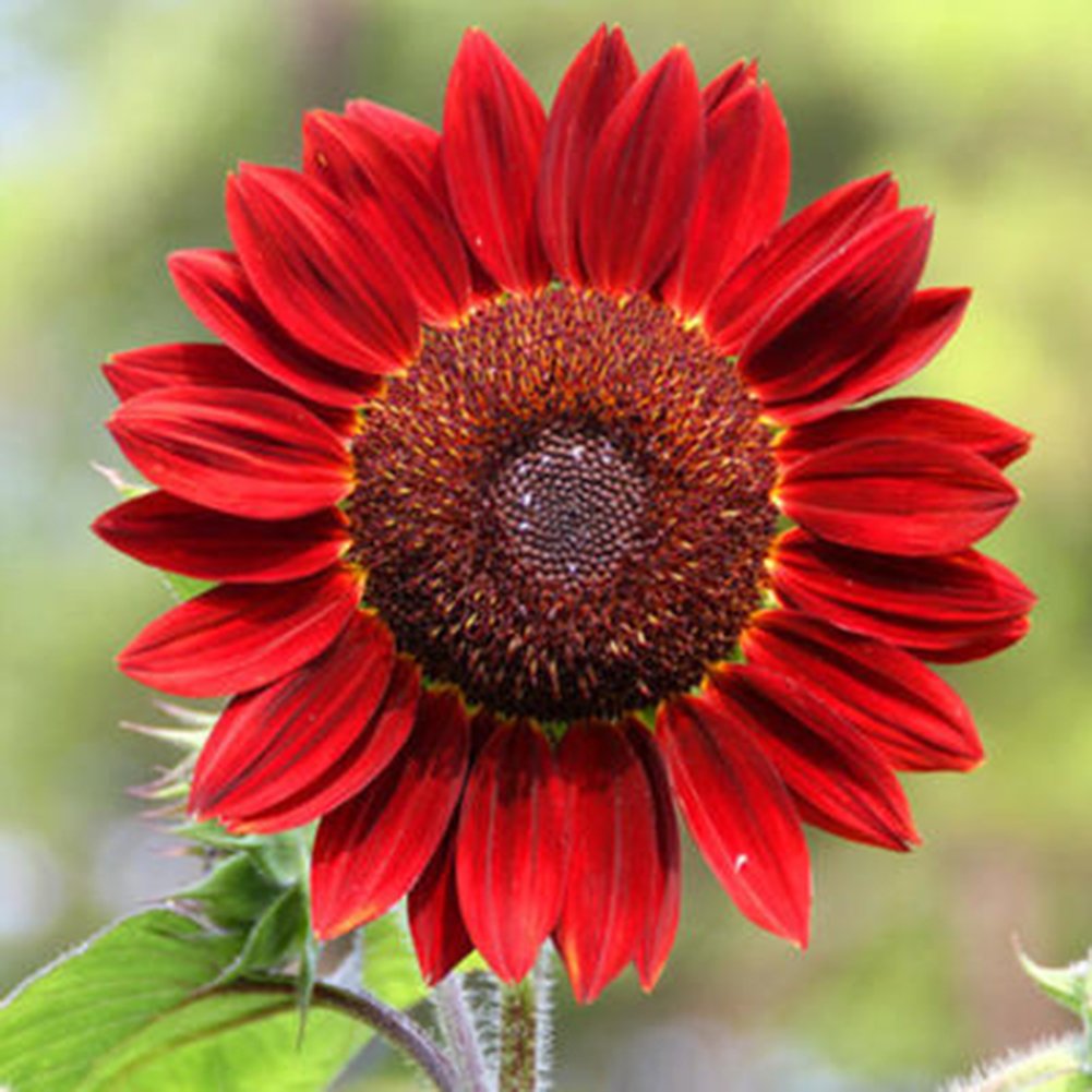 Red Sunflower Wallpapers