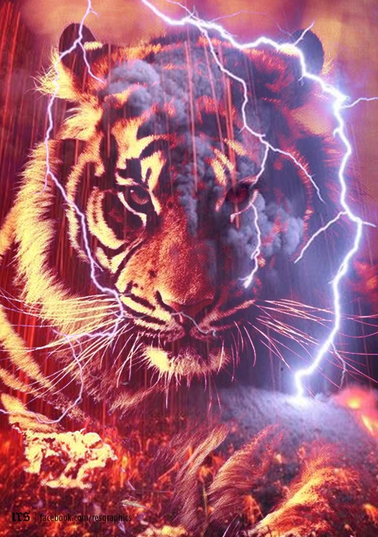 Red Tiger Wallpapers