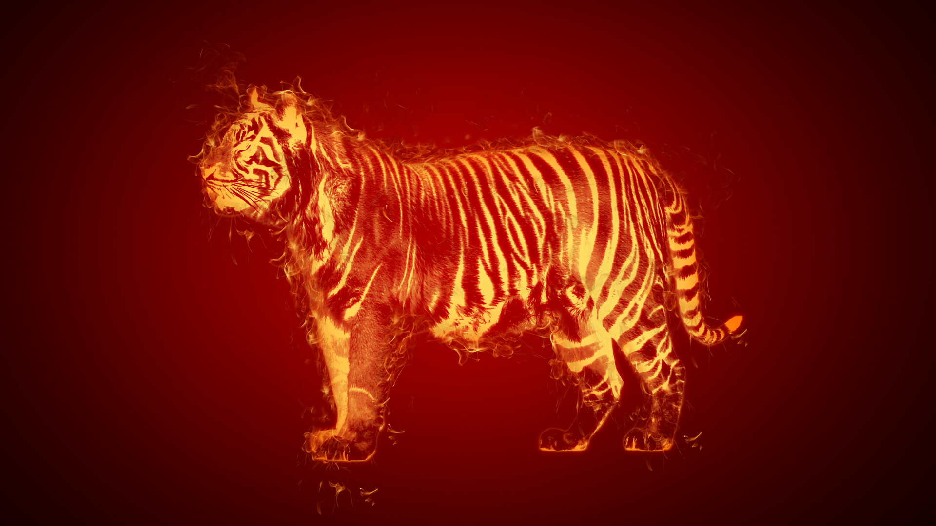 Red Tiger Wallpapers