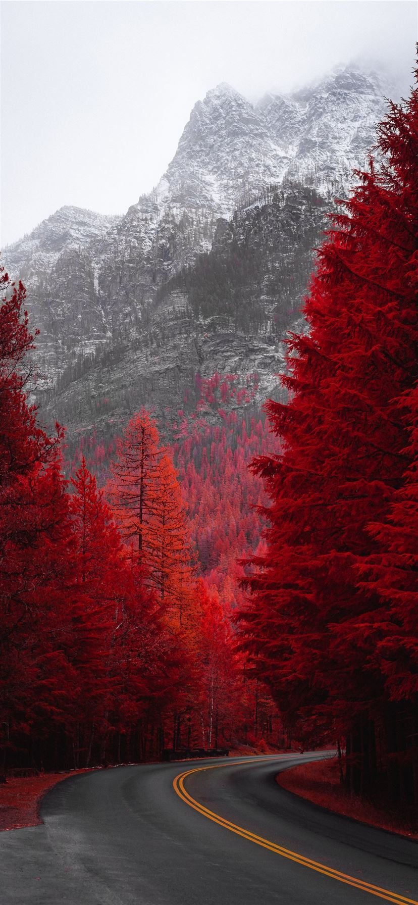 Red Tree Wallpapers