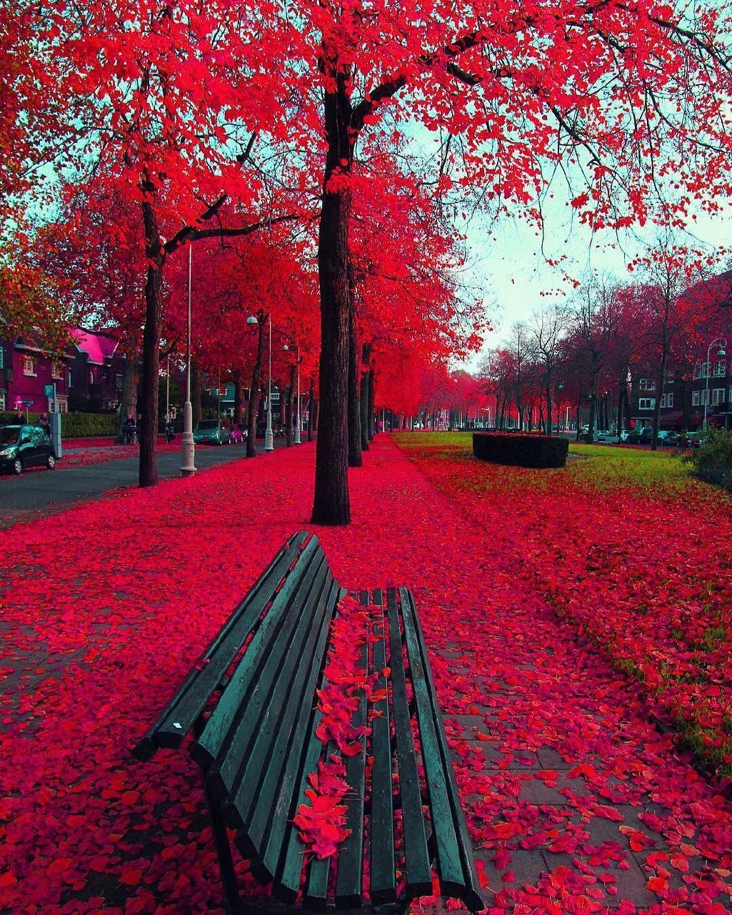 Red Tree Wallpapers