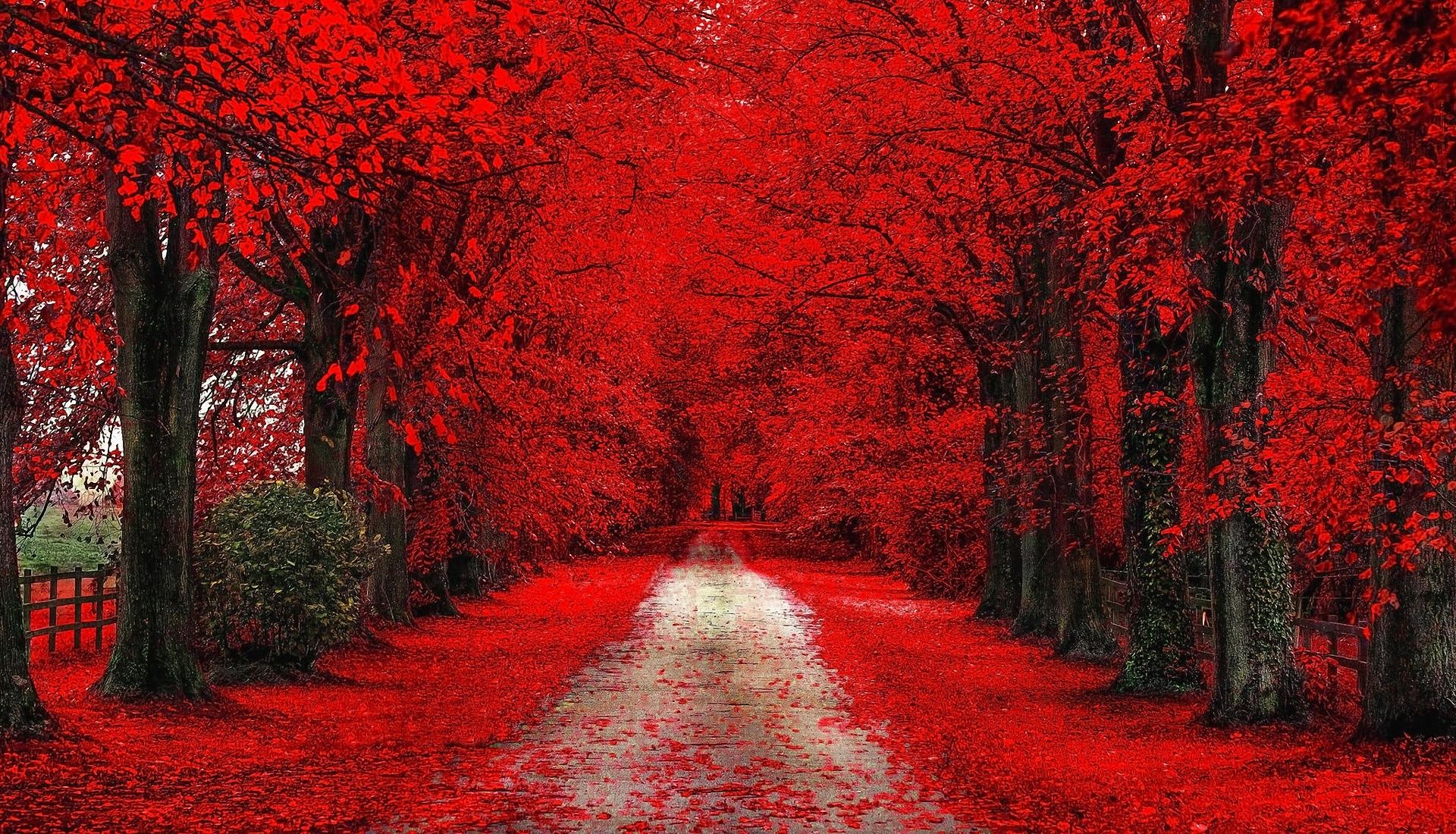 Red Tree Wallpapers