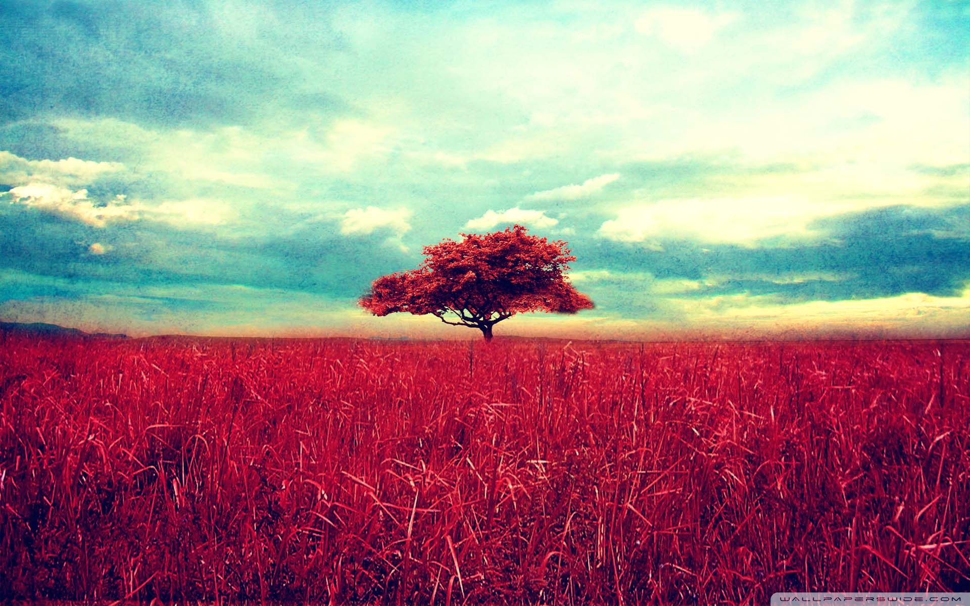 Red Tree Wallpapers