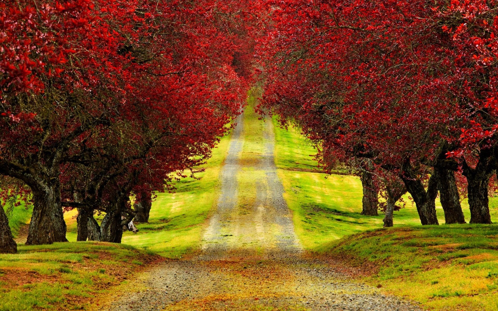 Red Tree Wallpapers